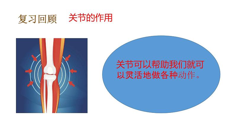 教科版(2017秋）五年级科学上册4.3 心脏和血液（课件39张+素材)05