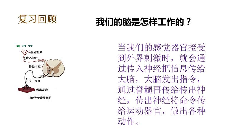 教科版(2017秋）五年级科学上册4.6 学会管理和控制自己  （课件35张+素材) 副本 (6)04