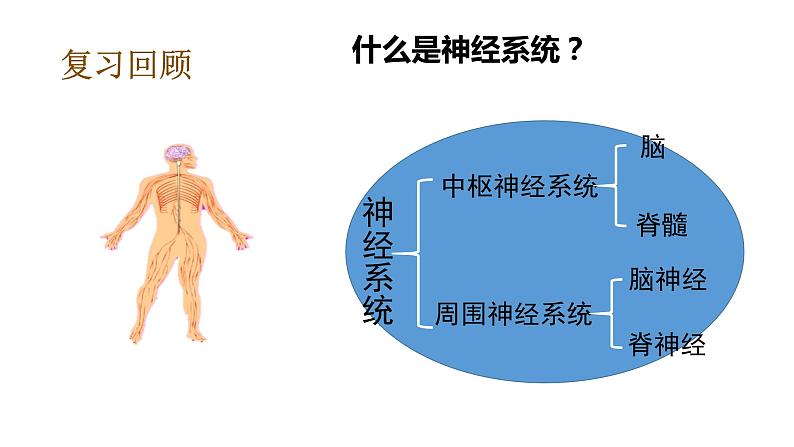 教科版(2017秋）五年级科学上册4.6 学会管理和控制自己  （课件35张+素材) 副本 (6)05