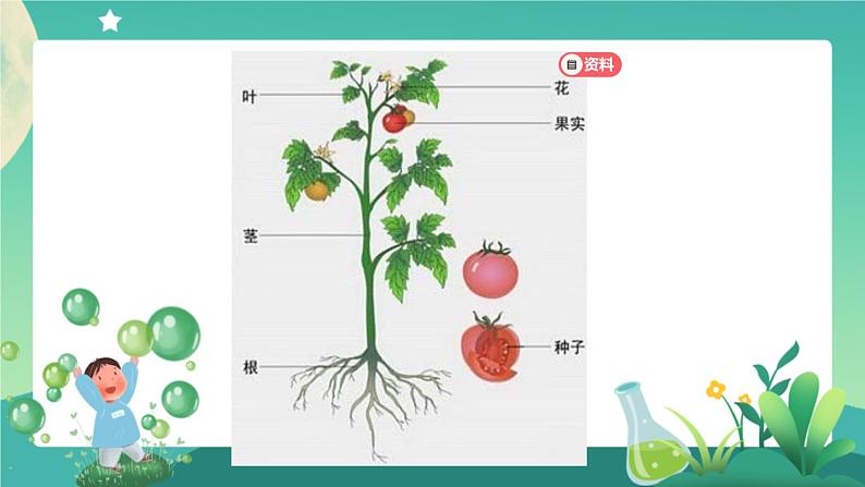 新人教鄂教版科学四上：2.5 不用种子怎样繁殖 PPT课件+教学设计+任务单+练习07