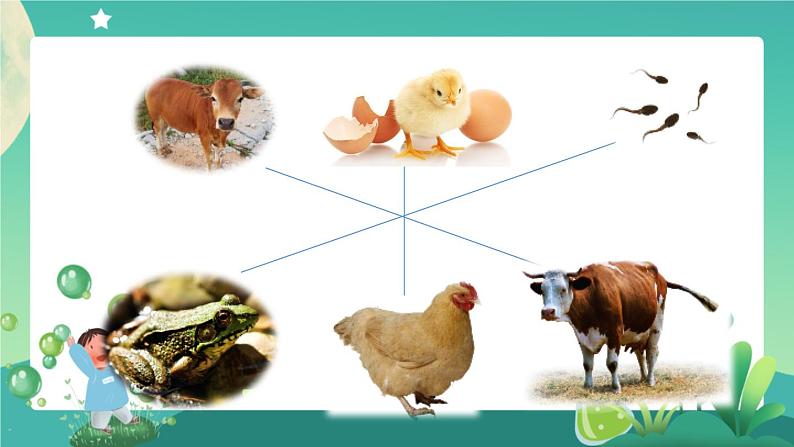 新人教鄂教版科学四上：2.6 动物的繁殖 PPT课件+视频+教学设计+任务单+练习06
