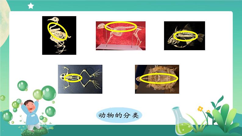 新人教鄂教版科学四上：第一单元 多样的动物 单元回顾 PPT课件+内嵌视频+教学设计06