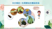 小学科学青岛版 (六三制2017)四年级下册第四单元 植物的生长13 不同环境中的植物图文课件ppt