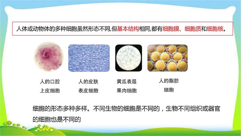 最新六三制新青岛版六年级科学上册全册课件完美版第6页