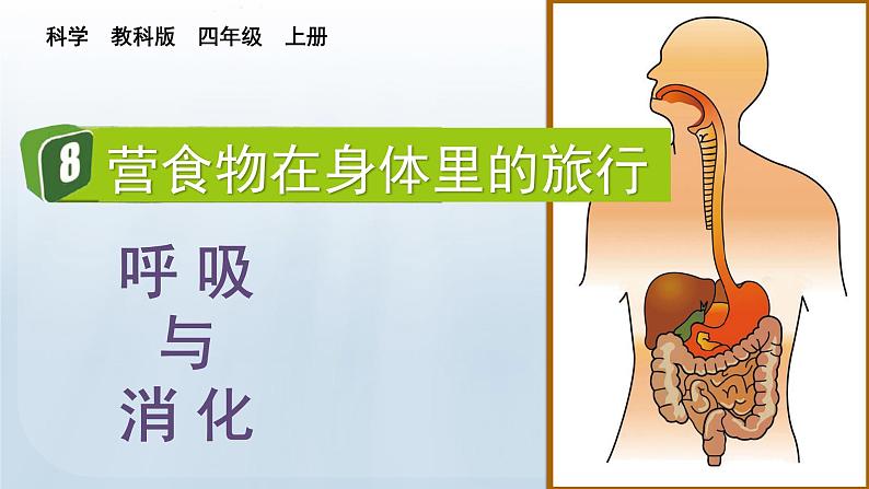 教科版科学四年级上册2.8食物在身体里的旅行教学课件01