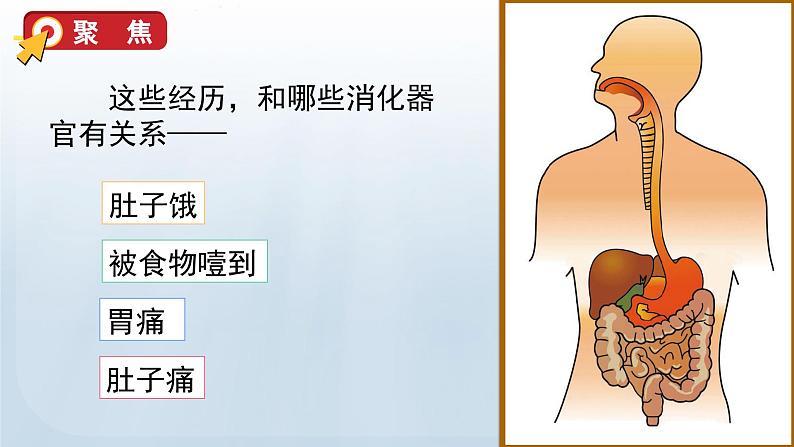 教科版科学四年级上册2.8食物在身体里的旅行教学课件05