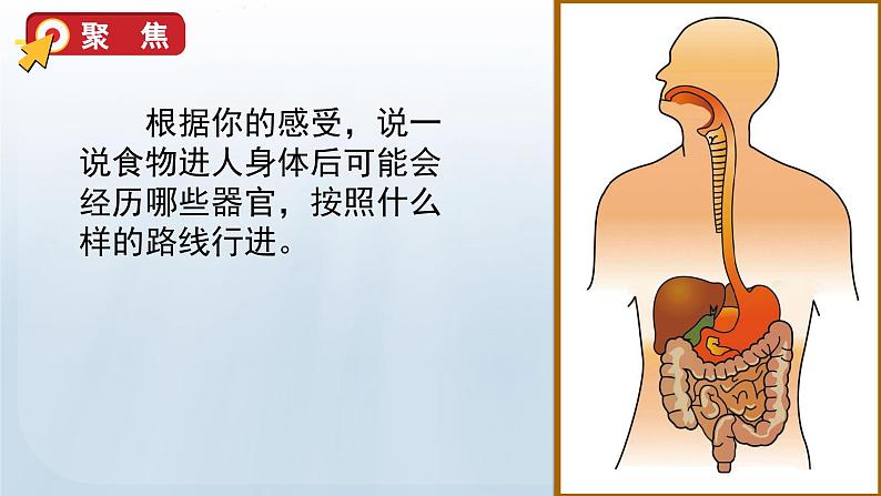 教科版科学四年级上册2.8食物在身体里的旅行教学课件06