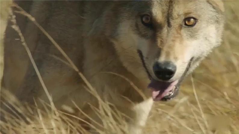 新冀人版六年级科学上册 第15课《瓶子中的科学》课件PPT+教案06