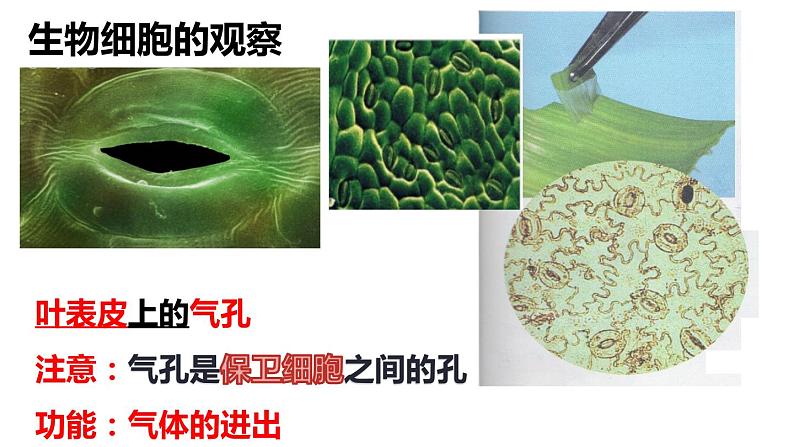 教科版六年级上科学5观察更多的生物细胞教学课件第4页