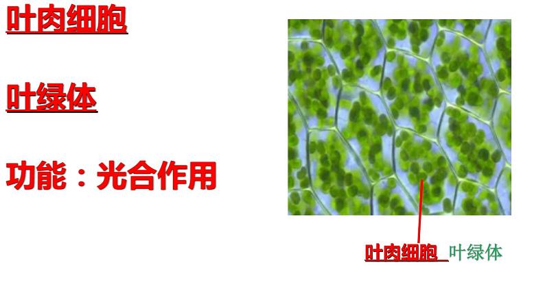 教科版六年级上科学5观察更多的生物细胞教学课件第6页