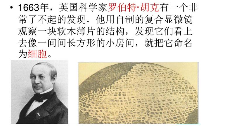 教科版六年级上科学4观察洋葱表皮细胞教学课件02