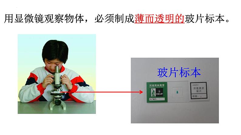 教科版六年级上科学4观察洋葱表皮细胞教学课件04