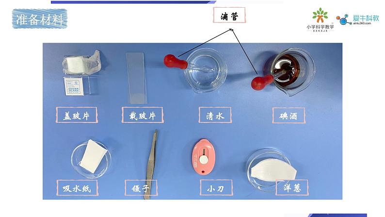 教科版六年级上科学4观察洋葱表皮细胞教学课件06