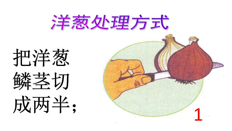教科版六年级上科学4观察洋葱表皮细胞教学课件07