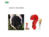四下3.6《观察土壤》教学课件