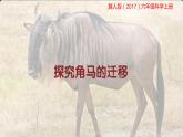 冀人版六年级上册科学16.角马的迁移教学课件