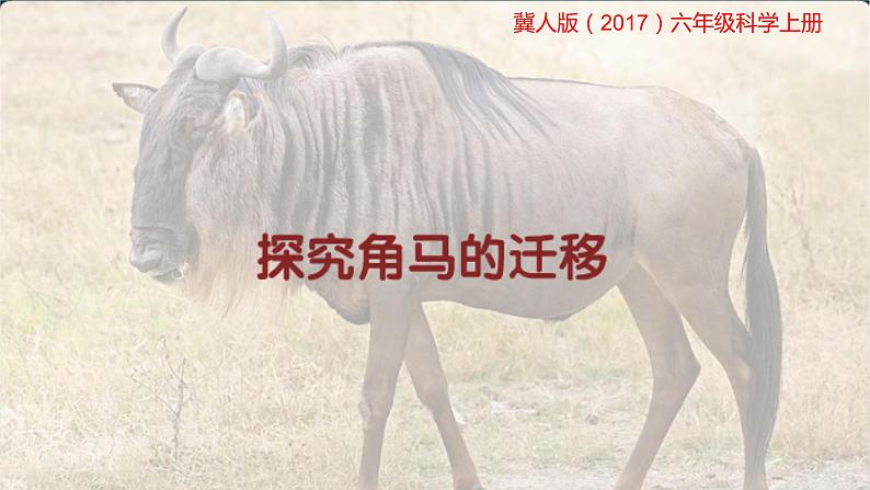 冀人版六年级上册科学16.角马的迁移教学课件01