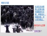 冀人版六年级上册科学16.角马的迁移教学课件