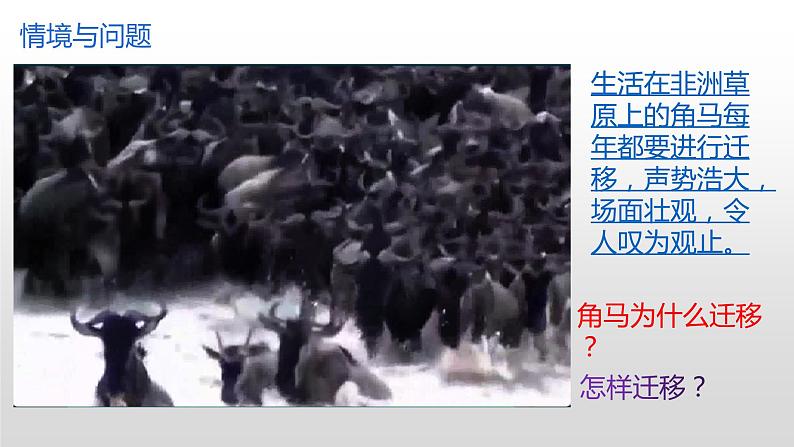 冀人版六年级上册科学16.角马的迁移教学课件02