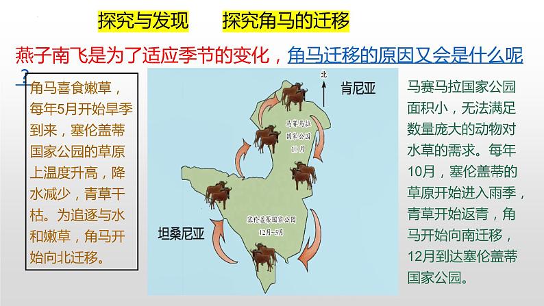 冀人版六年级上册科学16.角马的迁移教学课件03