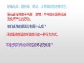 冀人版六年级上册科学16.角马的迁移教学课件
