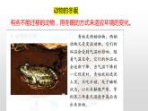 冀人版六年级上册科学16.角马的迁移教学课件