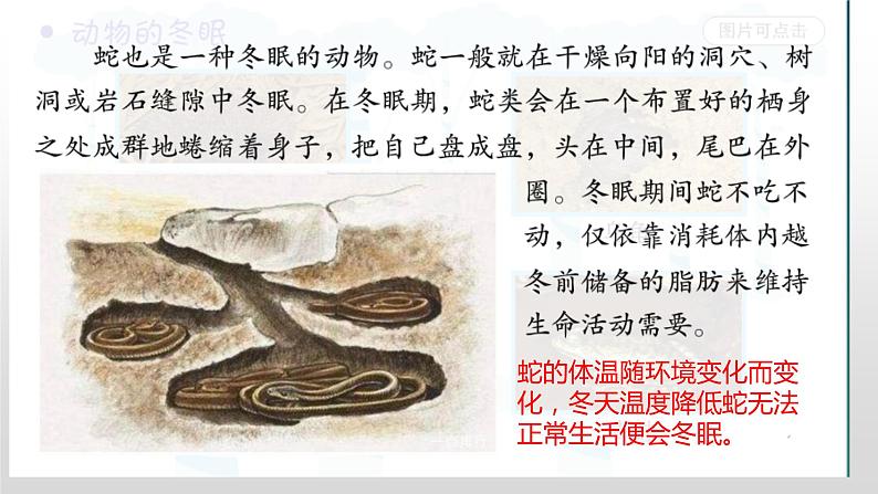 冀人版六年级上册科学16.角马的迁移教学课件06