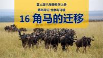 角马的迁移课件PPT_冀人版科学六年级上册