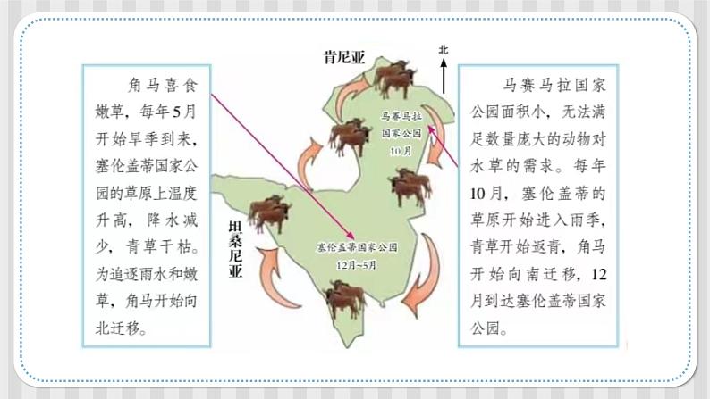 新冀人版六年级科学上册 第16课《角马的迁移》课件PPT+教案08