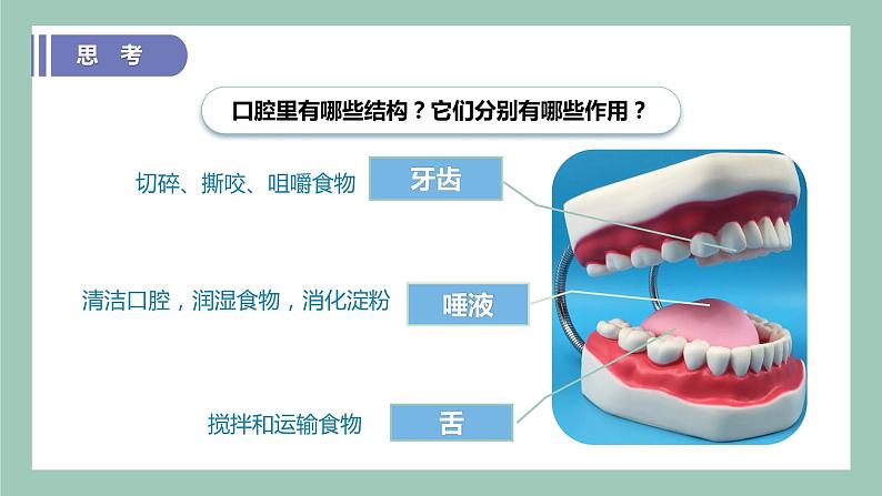 教科版(2017)科学四年级上册2.7《食物在口腔里的变化》课件+教案+练习07