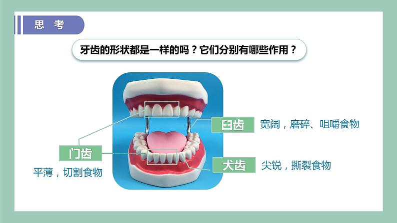 教科版(2017)科学四年级上册2.7《食物在口腔里的变化》课件+教案+练习08