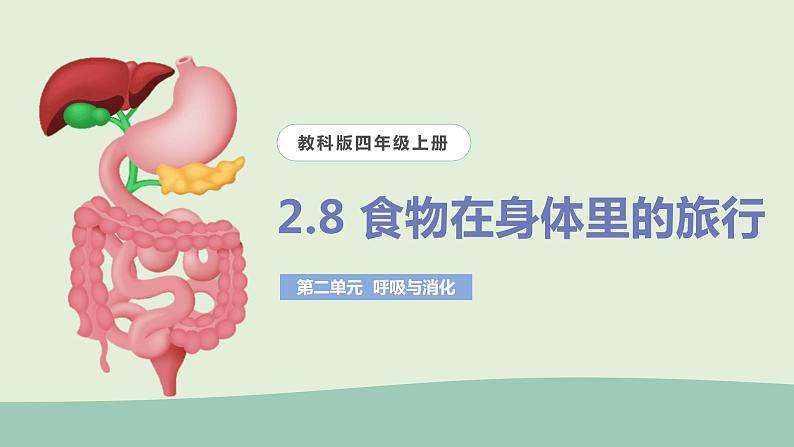 教科版(2017)科学四年级上册2.8《食物在身体里的旅行》课件+教案+练习01