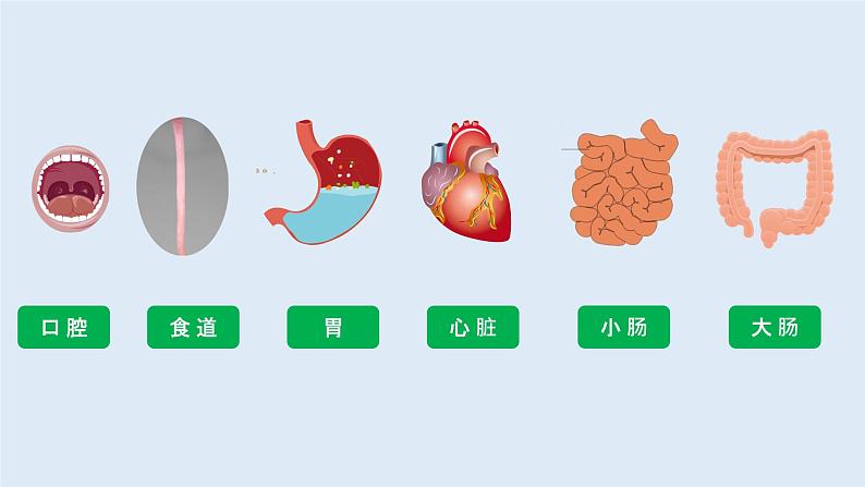 教科版(2017)科学四年级上册2.8《食物在身体里的旅行》课件+教案+练习04