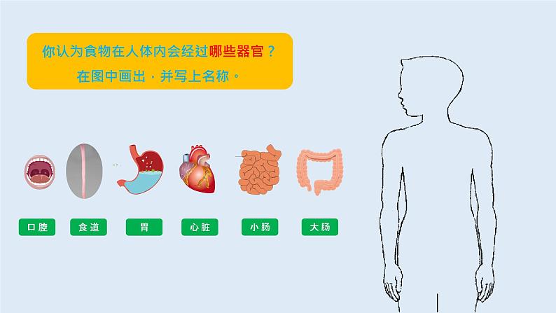 教科版(2017)科学四年级上册2.8《食物在身体里的旅行》课件+教案+练习05