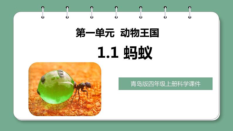 新青岛版科学四年级上册 1.1蚂蚁 课件PPT+教案+习题01