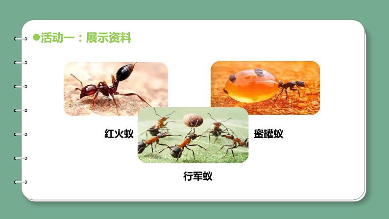 新青岛版科学四年级上册 1.1蚂蚁 课件PPT+教案+习题08