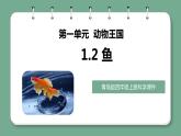 新青岛版科学四年级上册 1.2鱼 课件PPT+教案+习题