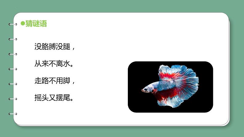 新青岛版科学四年级上册 1.2鱼 课件PPT+教案+习题05