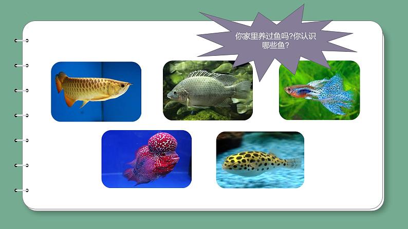 新青岛版科学四年级上册 1.2鱼 课件PPT+教案+习题06