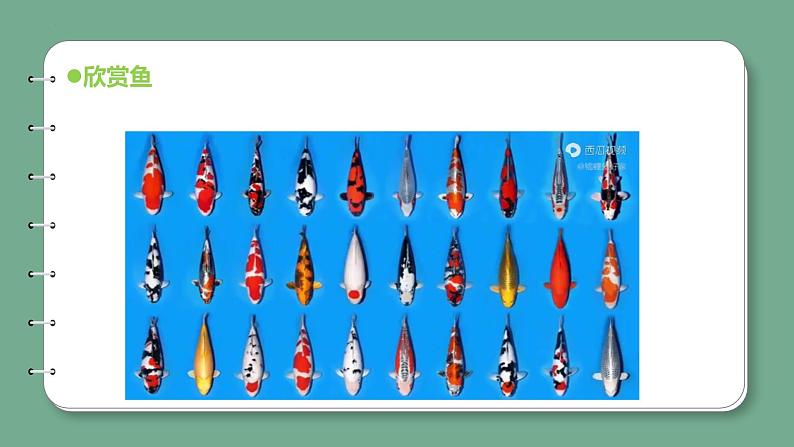 新青岛版科学四年级上册 1.2鱼 课件PPT+教案+习题07