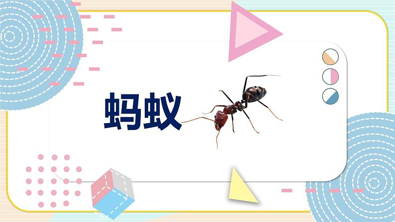 青岛版四上科学 1 蚂蚁 课件PPT+视频素材01