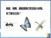 青岛版四上科学 1 蚂蚁 课件PPT+视频素材