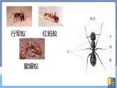 青岛版四上科学 1 蚂蚁 课件PPT+视频素材