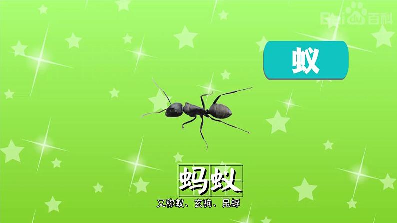 青岛版四上科学 1 蚂蚁 课件PPT+视频素材06