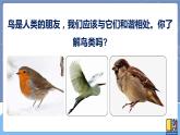 青岛版四上科学 3 鸟 课件PPT+视频素材