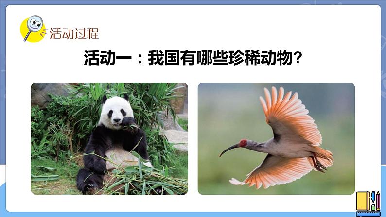 青岛版科学 我国的珍稀动物 课件第3页