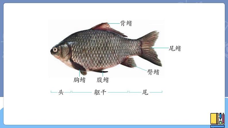 青岛版四上科学 2 鱼 课件PPT+视频素材05