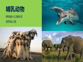 青岛版四上科学 4 哺乳动物 课件PPT+视频素材