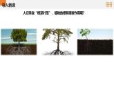 青岛版科学（2017）六三制三年级上册2.6《植物的根》教学课件