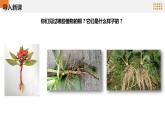 青岛版科学（2017）六三制三年级上册2.6《植物的根》教学课件